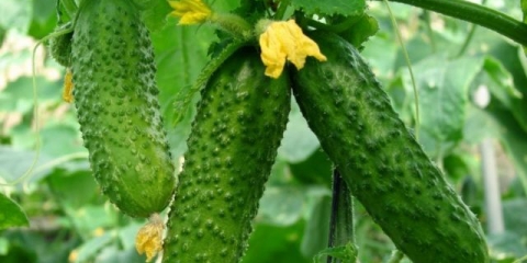 Kako posaditi sadnice krastavaca 2021